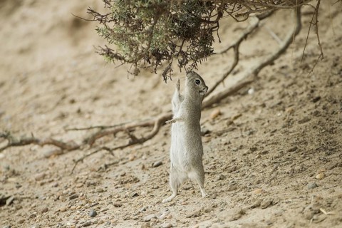 Southern mountain cavy