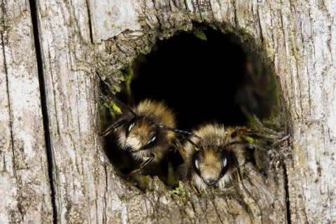 Red Mason Bee