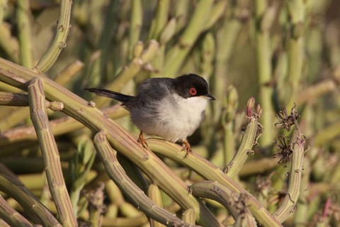 Sardinian Warbler
