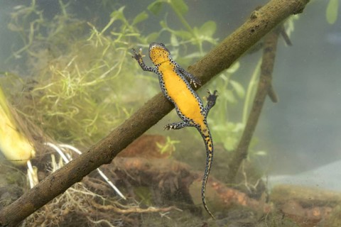 Alpine Newt