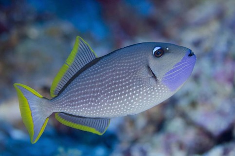 Gilded triggerfish
