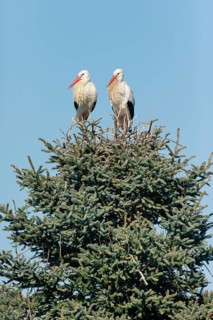 Weissstorchen Paar steht waehrend der Paarungszeit in ihrem Nest inmitten der Baumkrone einer grossen Fichte