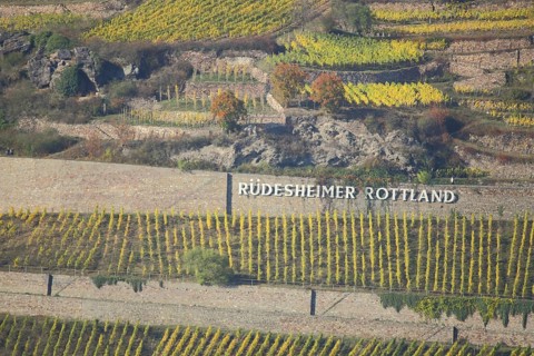 Vineyards and with vines at the Ruedesheimer Rottland in autumn in Ruedesheim