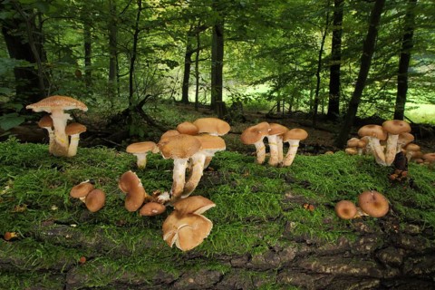 Group of honey fungus