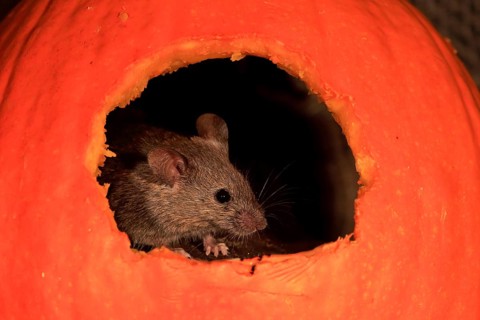 House Mouse