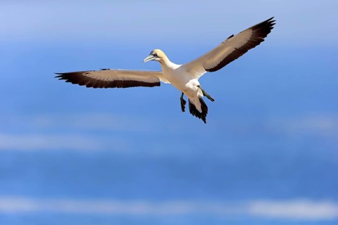 Cape Gannet