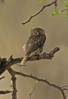 Pearl-spotted Owlet