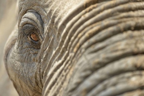 African Elephant