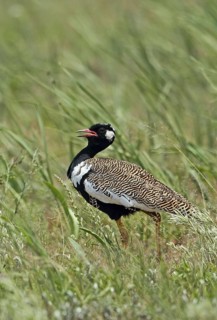 Northern Black Korhaan