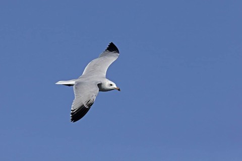 Audouin's audouin's gull