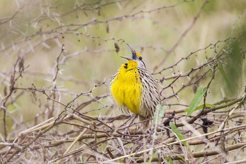 Eastern Meadowlark