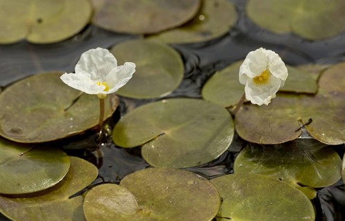 Common Frogbit