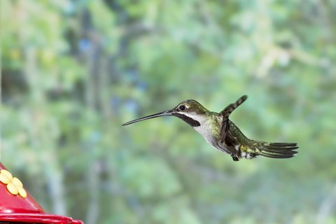 Long-billed Starthroat