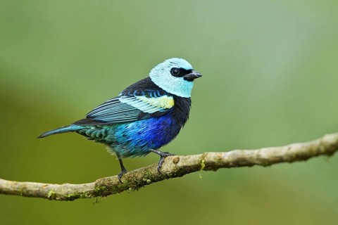 Blue-necked Tanager