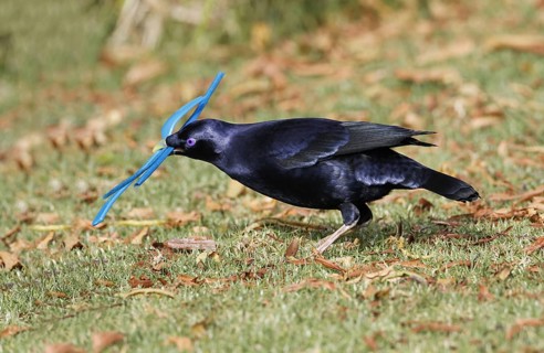 Silk Bowerbird