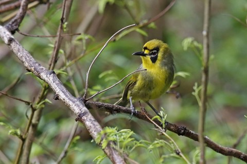 Bonin White-eye
