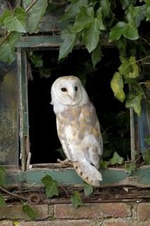 Common barn owl