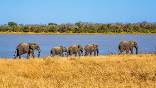 Elephants on their way to the bath