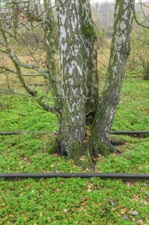 Birch trees