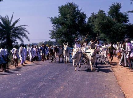 Bullock cart race or Rekla race in Madurai