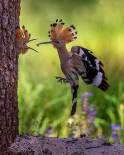 Hoopoe