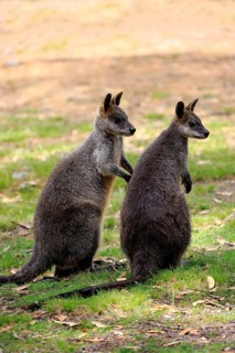 Swamp wallaby