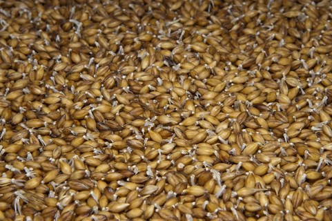 Barley
