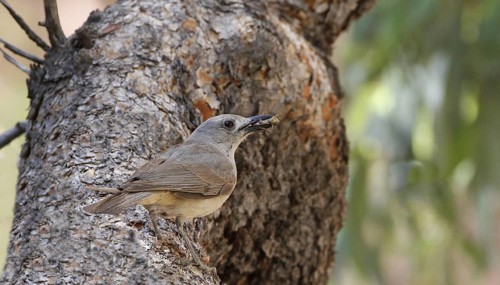 Sandstone Shrike-thrush