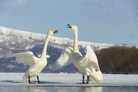 Whooper swan