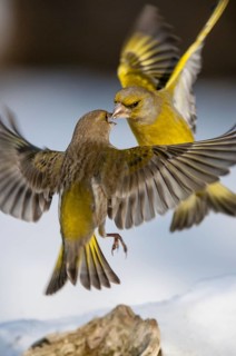 European Greenfinch