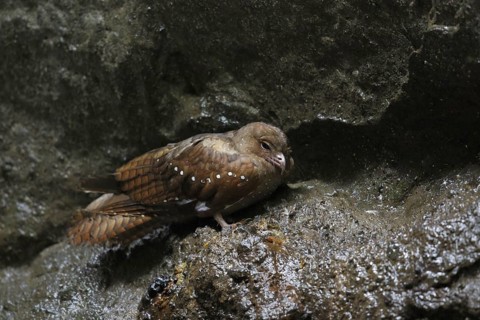 Oilbird