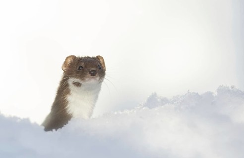 Weasel