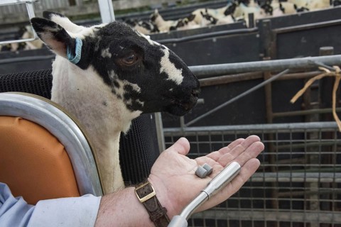 Domestic sheep
