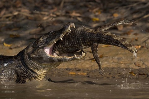 Spectacled Caiman