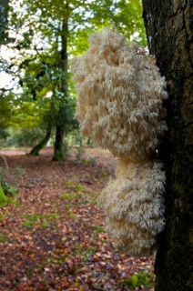 Fruiting body of the rare coral tooth
