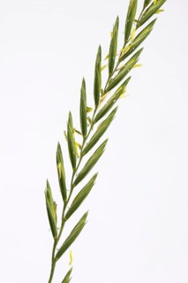 Couch grass