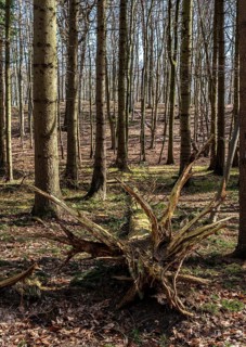 Entwurzelte Baeume in Wald und Flur