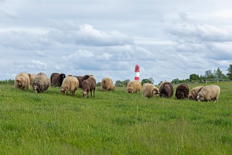 Norwegian sheep on the dike