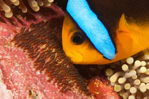 Clark's anemonefish