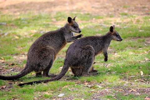 Swamp wallaby
