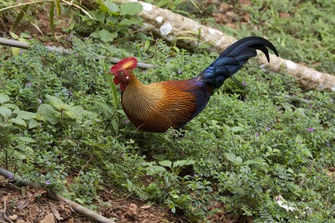 Gallus lafayettii