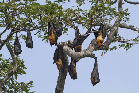 Indian flying fox