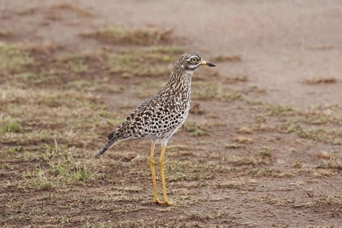 Spotted Dikkop