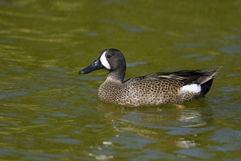 Blue-winged teals