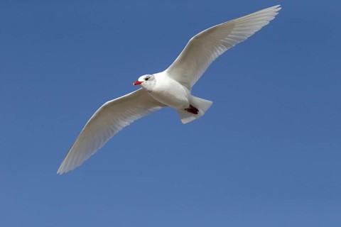 Black-headed Gull