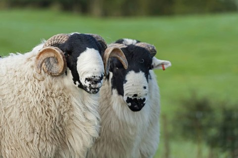 Kendal Rough Fell Sheep