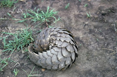 Ground pangolin
