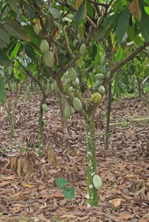 Cocoa tree