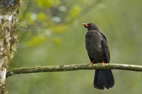 Great Thrush