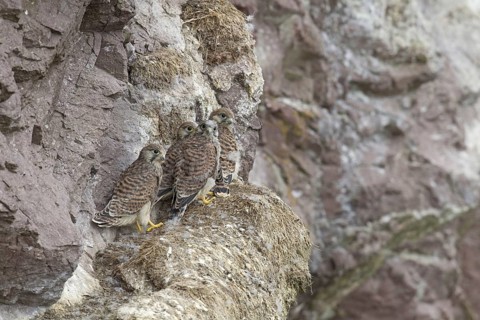 Common kestrel